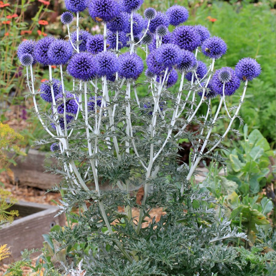 Синеголовник Eryngium alpinum "Blue Star
