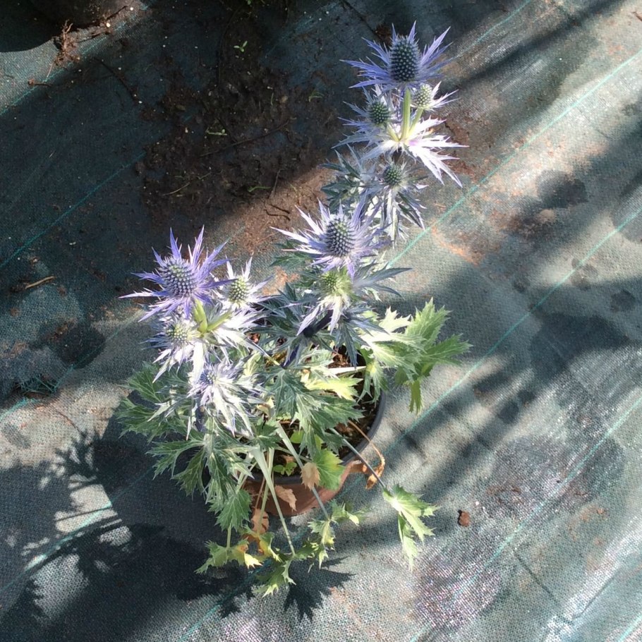 Синеголовник Блю