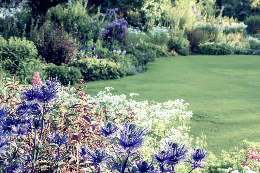 Синеголовник Биг Блю описание