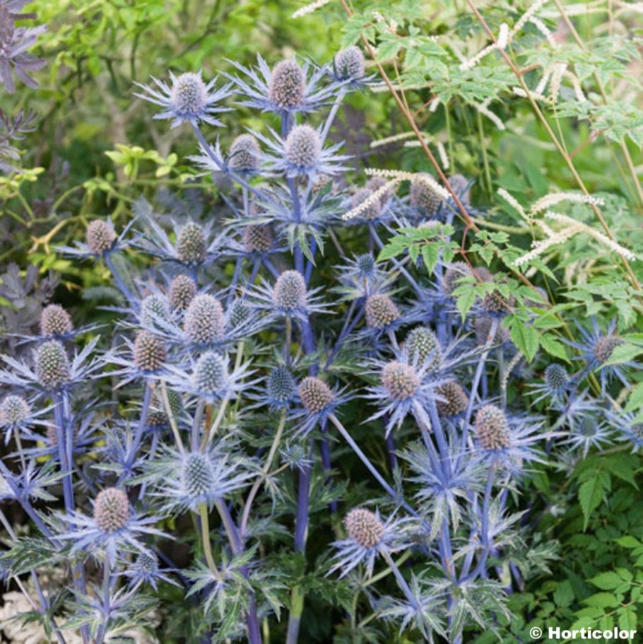 Eryngium variifolium