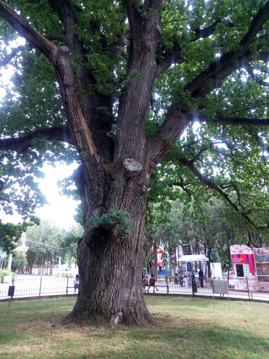Дуб богатырь Тавриды Симферополь