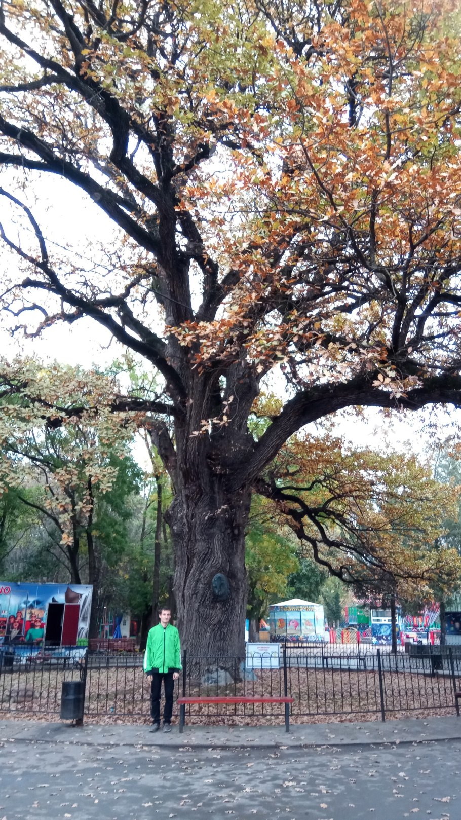 Кумысная Поляна дуб великан