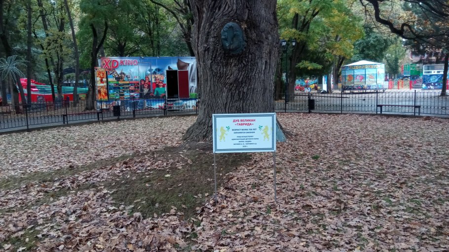 Дуб-великан в Боровичах