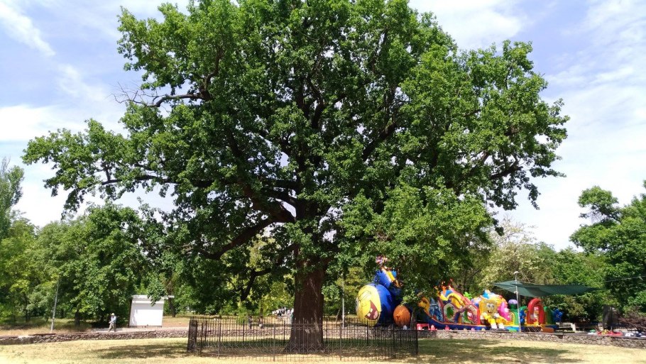 Дуб «богатырь Тавриды»