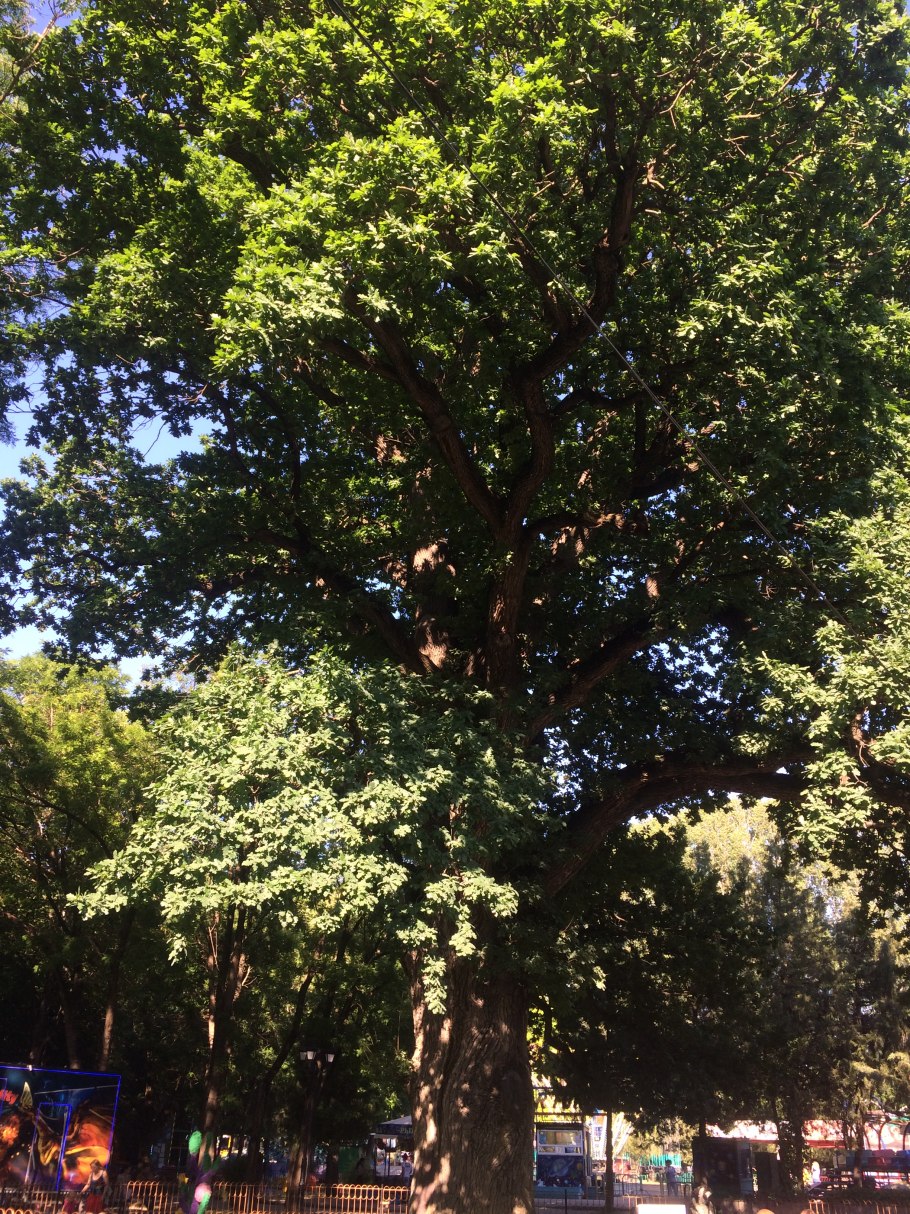Дуб богатырь Тавриды Симферополь