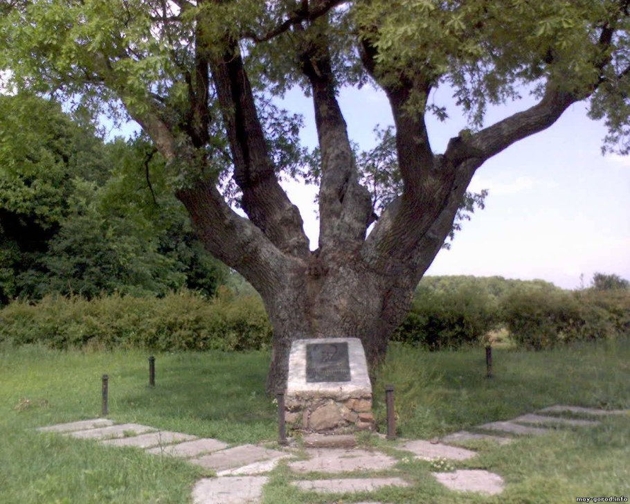 Дуб-великан в Боровичах