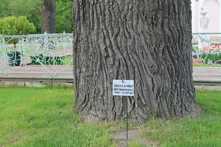 Дуб в Италии