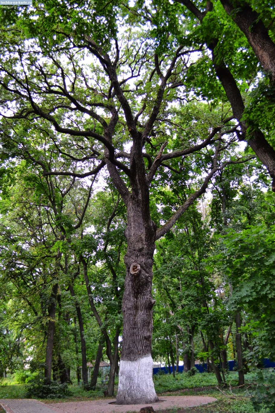 10 Крупных деревьев в Израиле