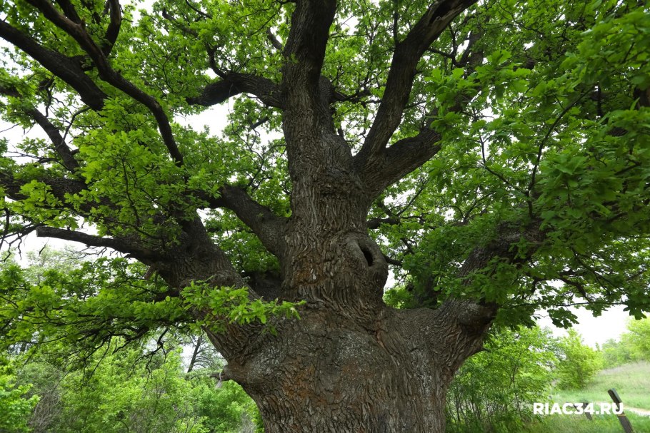 Дуб Вардана Мамиконяна