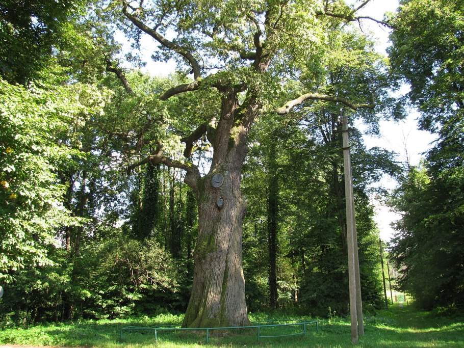 Дуб старейшина чувашских Дубов Чувашия