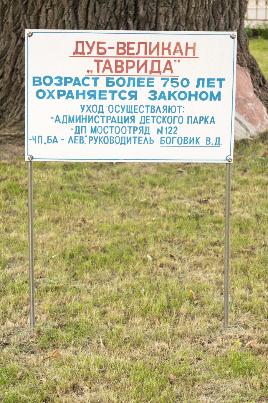 Дуб великан Краснодарский край