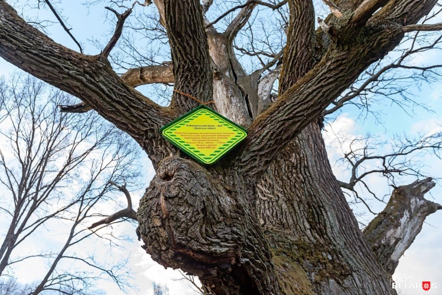 Парк Гагарина Самара дуб