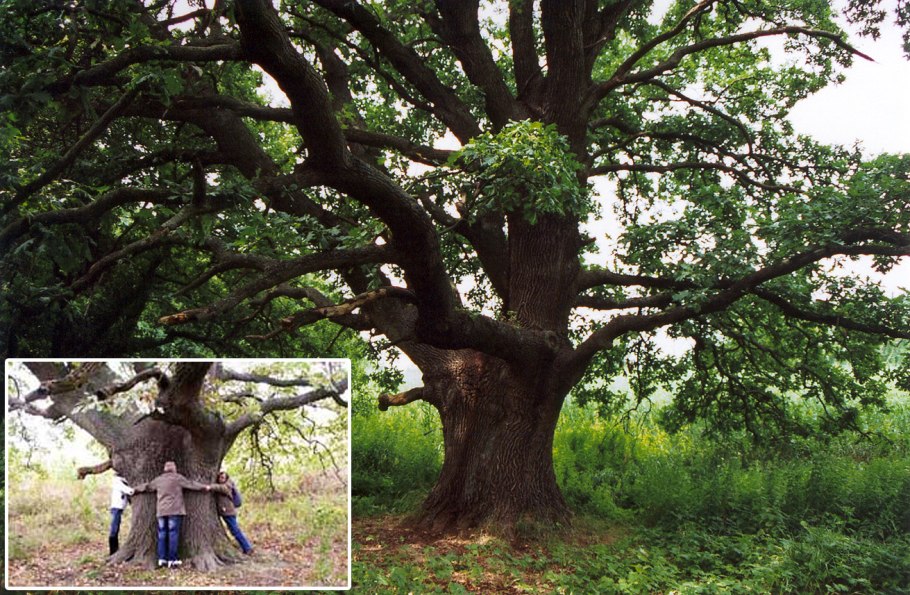 Вёшенский дуб Ростовская область