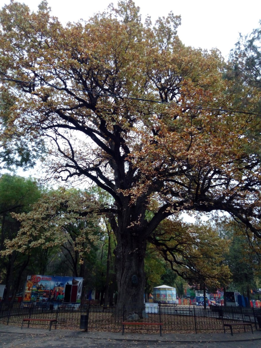 Вешенская дуб великан