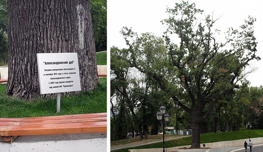 Александровский сад петербург дуб посаженный