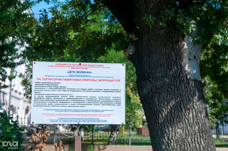 Парк горького краснодар дуб