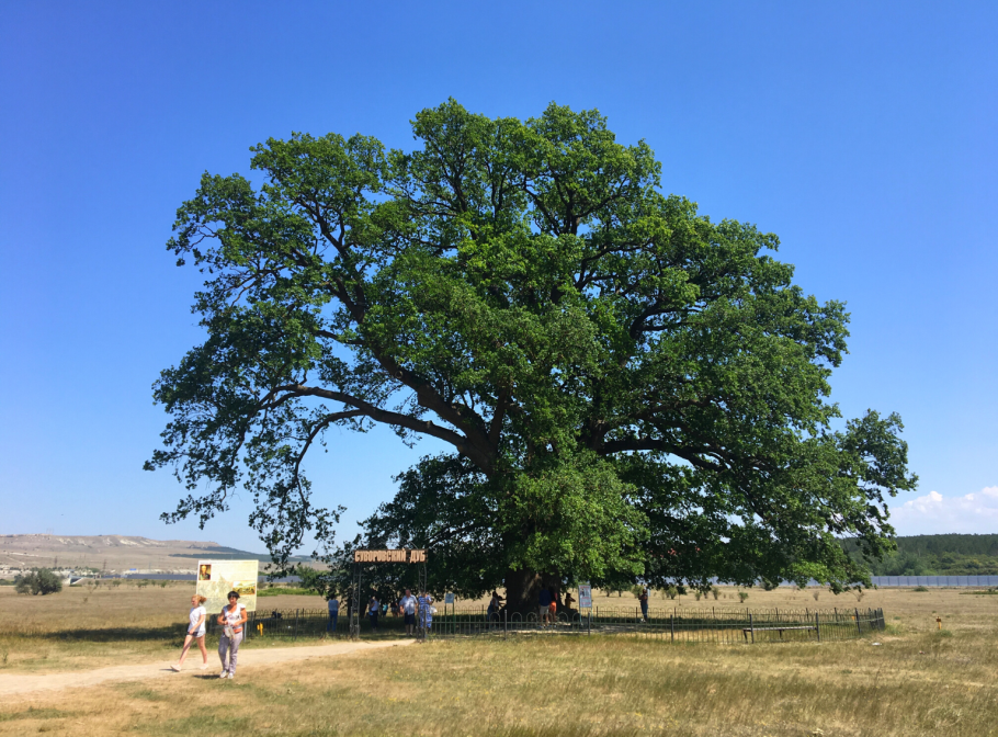 Дуб Потемкина в Санкт-Петербурге