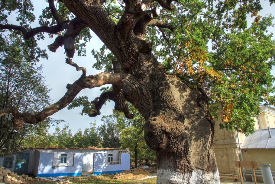 Беловежская пуща дубы