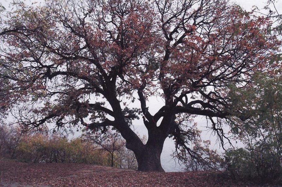 Дуб монумент