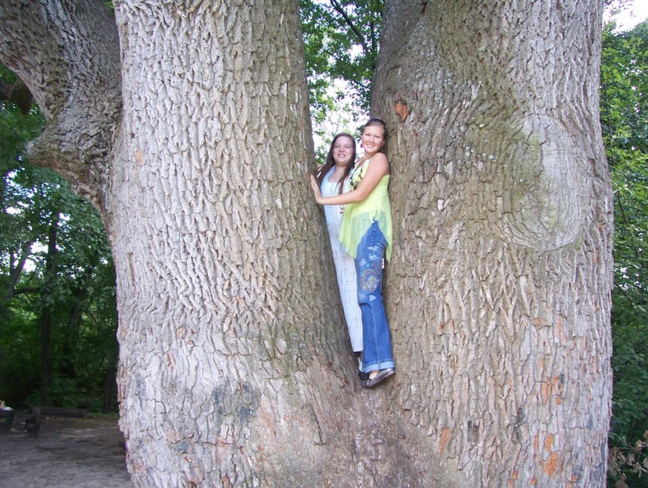 Панский дуб Белгородская область