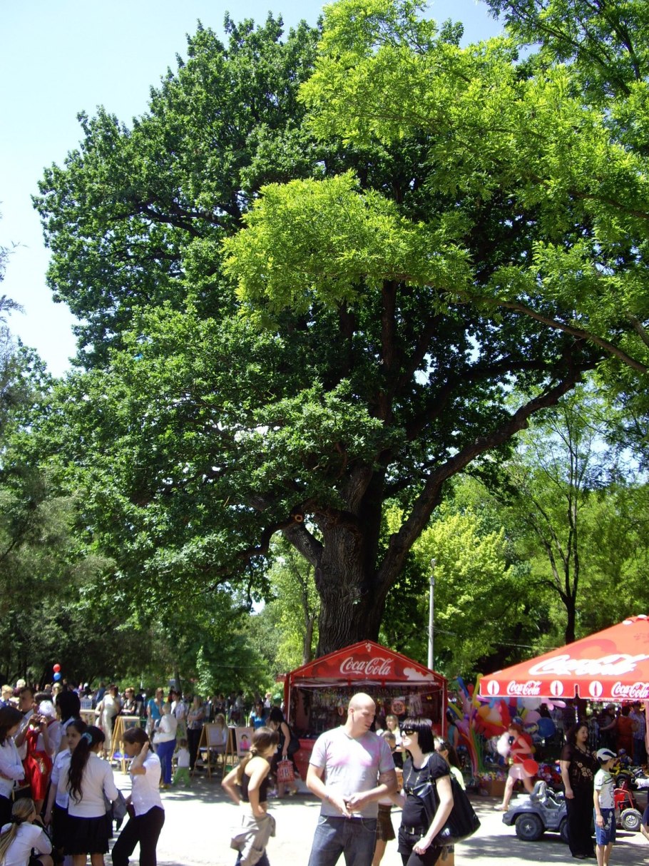 Дуб великан Таврида