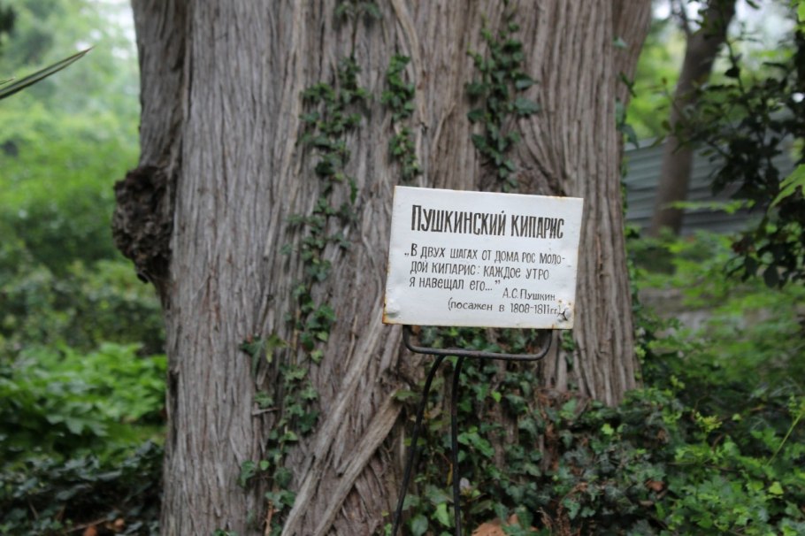 Шервудский лес в Англии дуб