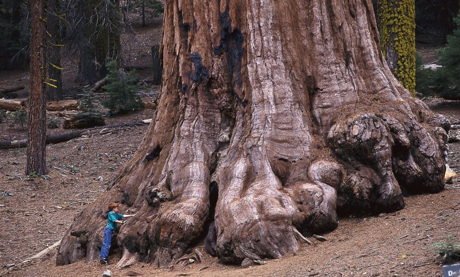 Дуб старейшина чувашских Дубов Чувашия