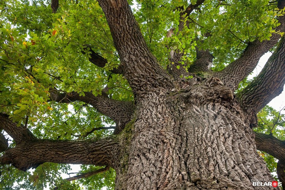 Платан дерево в Крыму