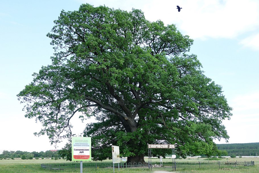 Дуб долгожитель Дубовое Белгород