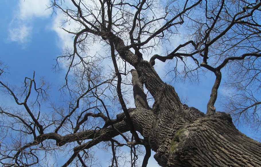 Парк Горького Краснодар дуб