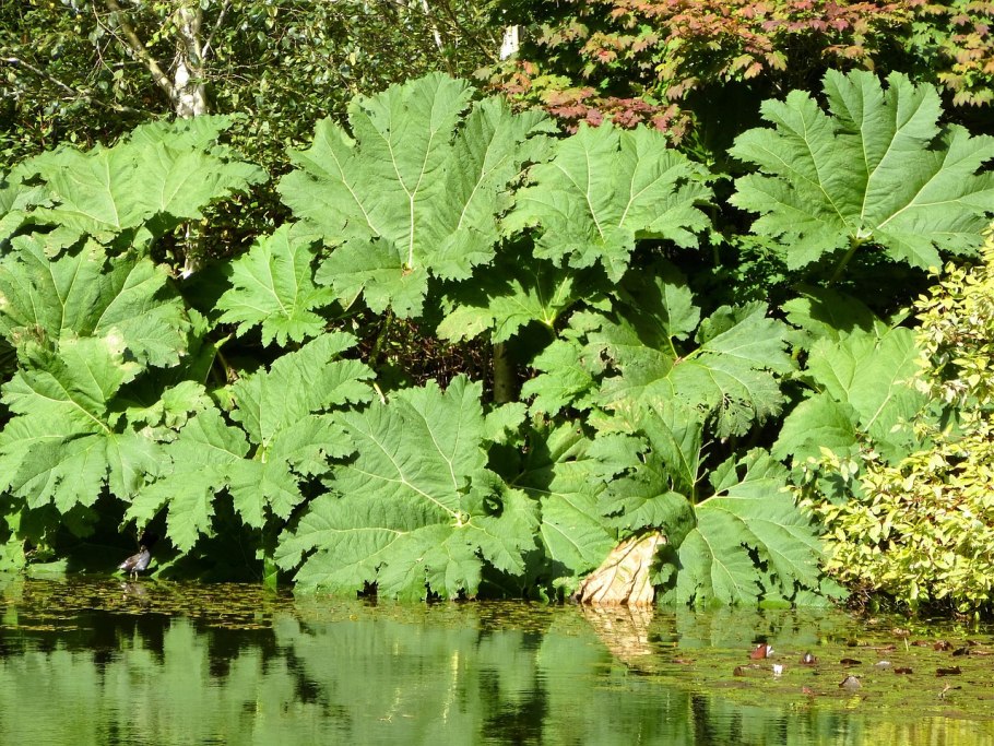 Гуннера Gunnera manicata