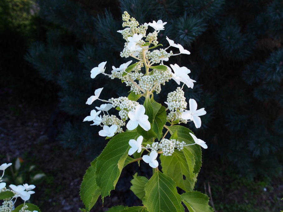 Гортензия метельчатая Лиана