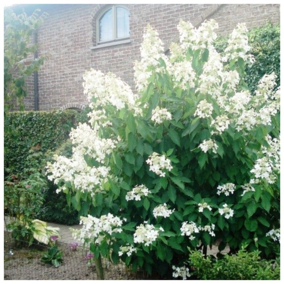 Гортензия метельчатая "Levana" ("Левана")