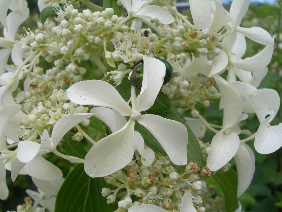 Гортензия Киушу