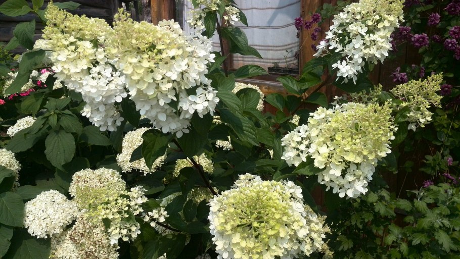 Гортензия метельчатая Тардива