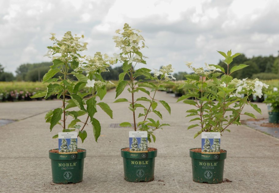 Гортензия метельчатая "Levana" ("Левана")