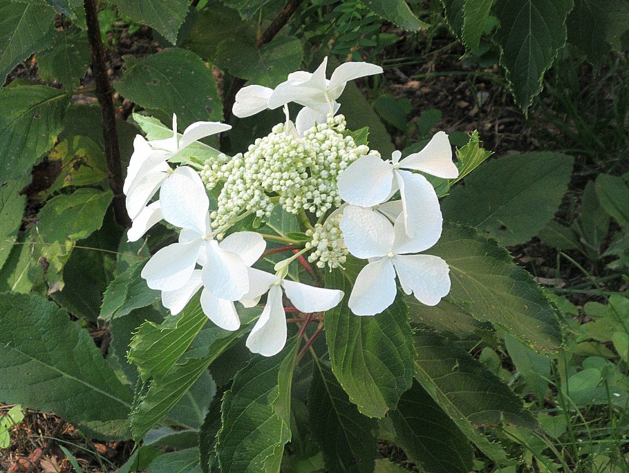 Гортензия метельчатая ливано