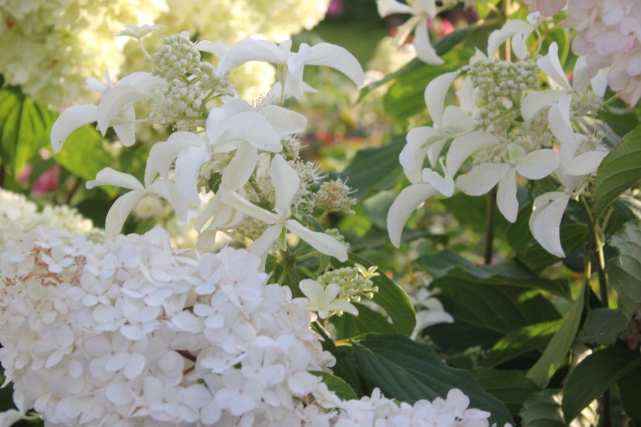 Гортензия метельчатая Левина