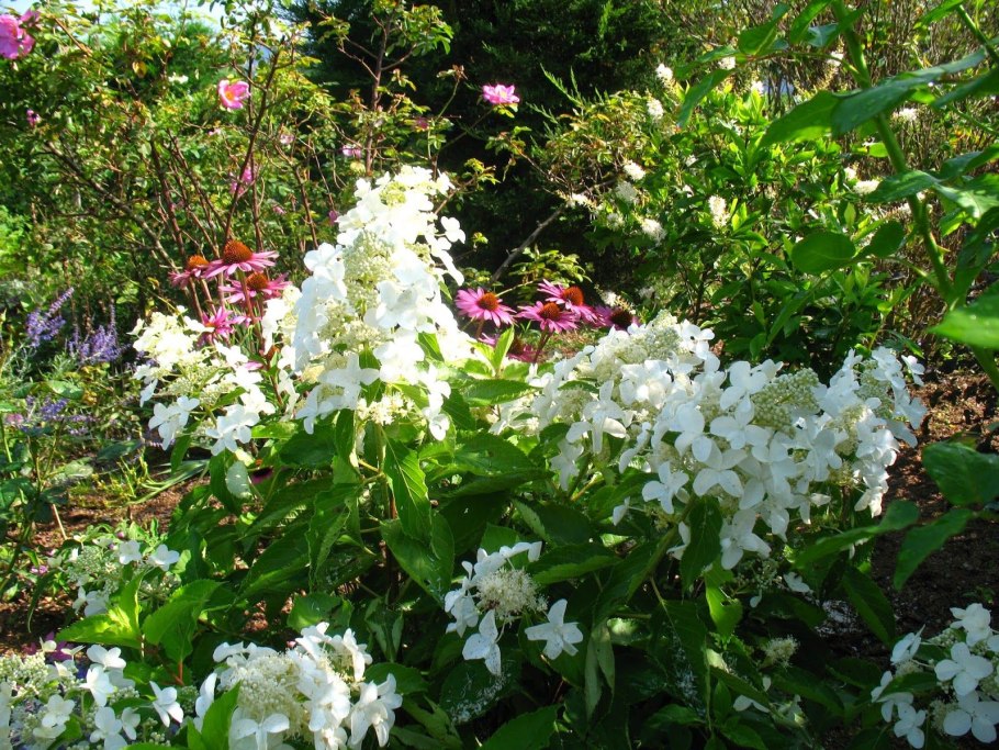 Гортензия метельчатая Левана