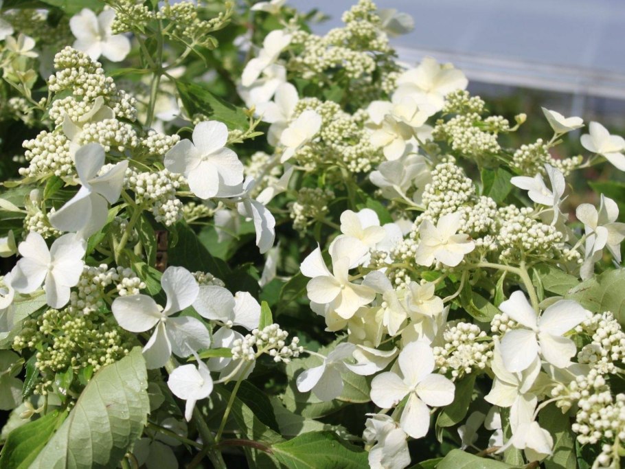 Гортензия метельчатая ливано