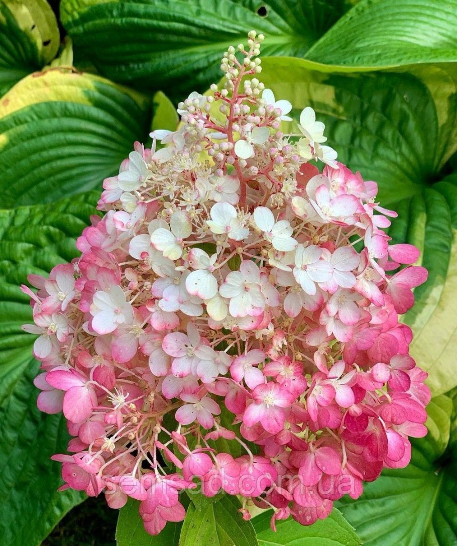 Гортензия метельчатая Вимс ред