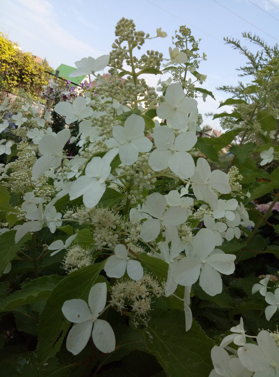 Гортензия метельчатая Levana