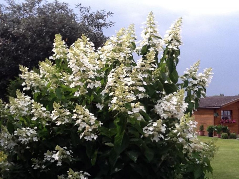 Гортензия метельчатая Левана