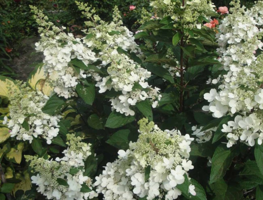 Гортензия метельчатая грандифлора
