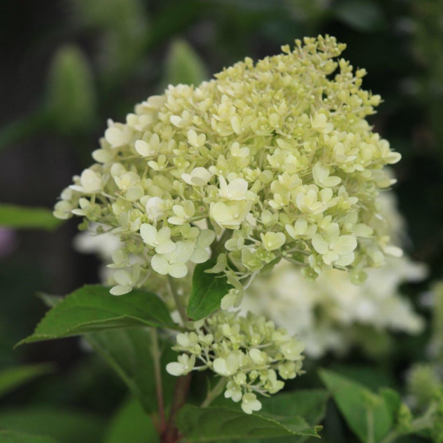 Hydrangea paniculata Levana PBR