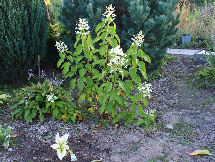 Гортензия метельчатая ливано