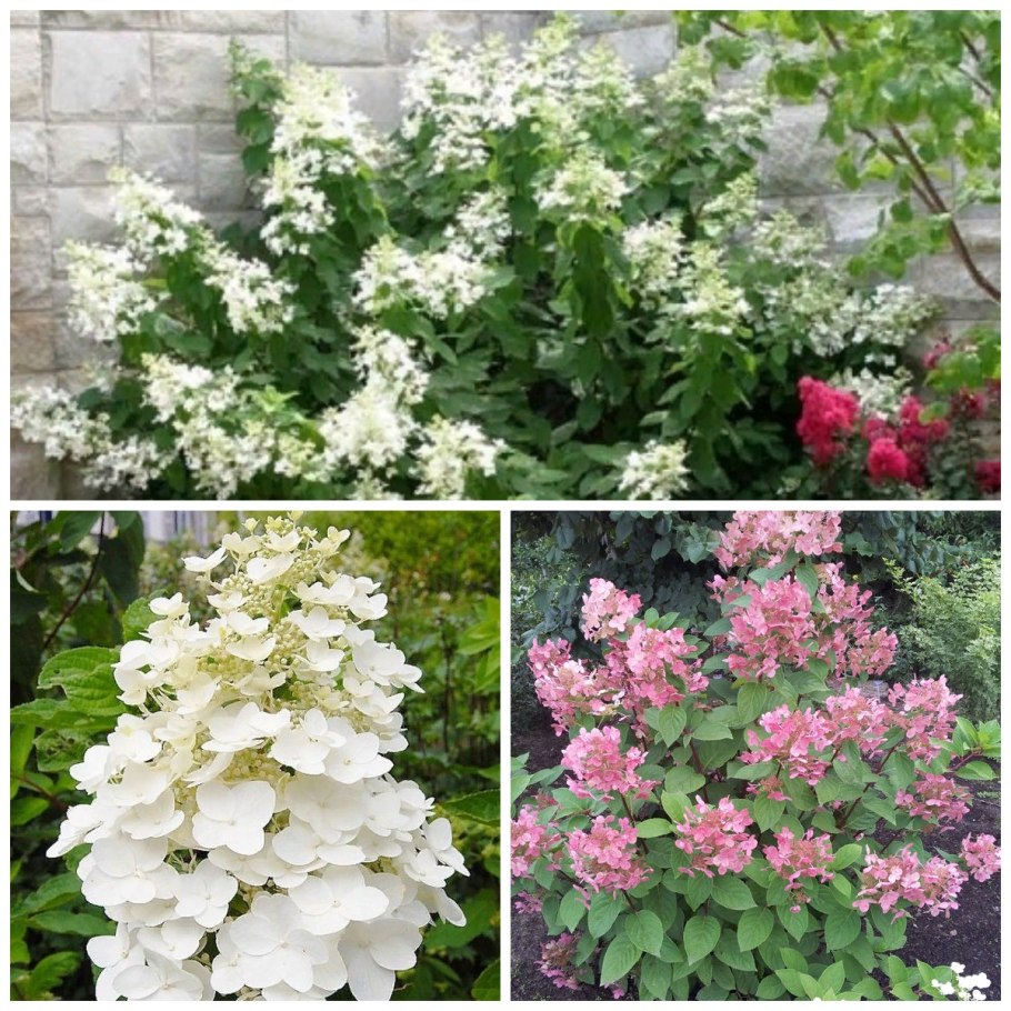 Гортензия Левана (Levana)