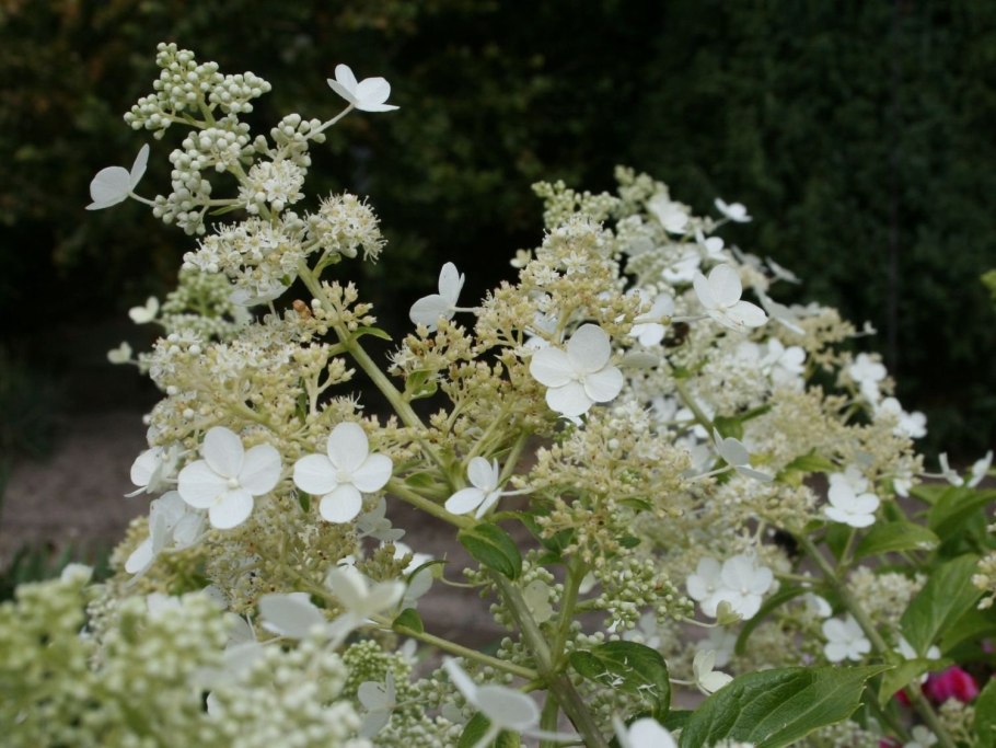 Гортензия Мустила