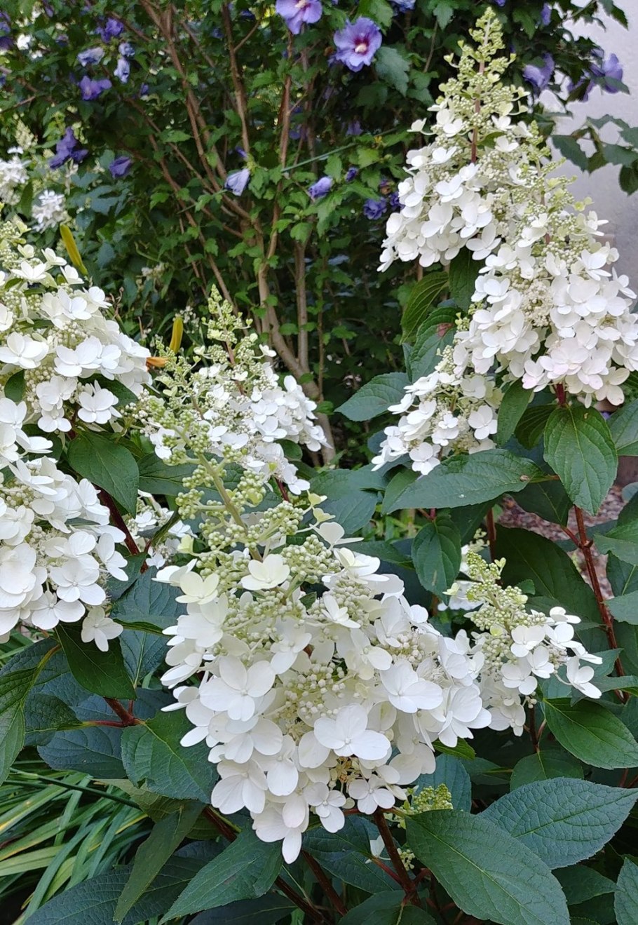 Гортензия Киушу