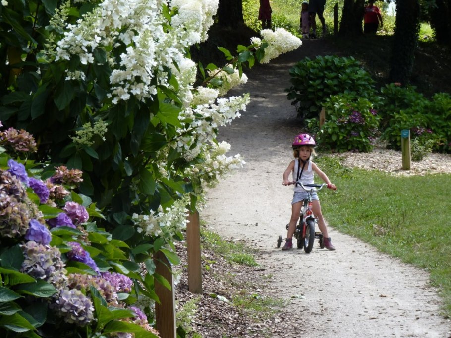 Гортензия Киушу метельчатая